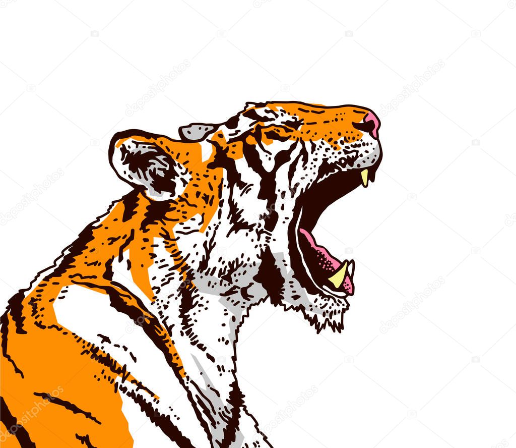 A snarling tiger in profile. The grin of a tiger. Detailed drawing. The symbol of the new 2022. Vector illustration isolated on white background.