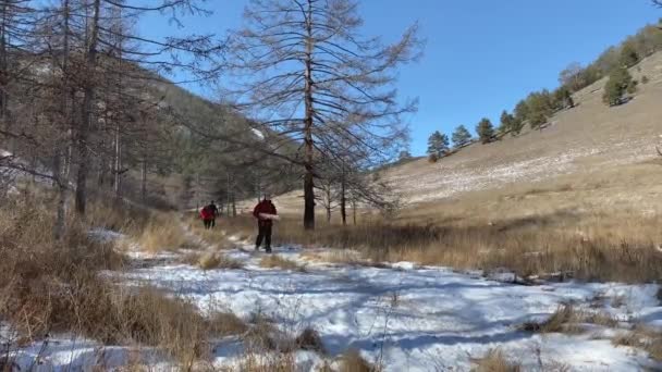 三个年轻的游客带着砍倒的树去捡柴火 奥尔康岛 俄罗斯的一个自然地标 北方的风景 森林里白雪覆盖的小径 冬季远足 — 图库视频影像