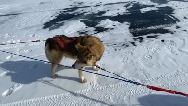 Baikal Región Irkutsk Rusia Marzo 2021 Una Niña Acariciando Perro — Vídeo de stock