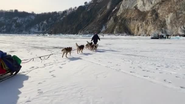 Baikal Irkutsk Region Russia March 2021 Ένας Άνθρωπος Κατευθύνει Σκυλιά — Αρχείο Βίντεο
