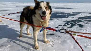 Donmuş Baykal Gölü 'nde kışın kızak yapan köpekten tatlı bir köpek. Temiz ve hafif karla kaplı buzla güzel bir kış manzarası..