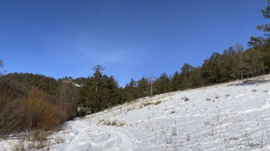 Güzel kış ormanı manzarası. Ormanda karla kaplı bir patika. Mavi gökyüzü ve yeşil orman. Irkutsk, Olkhon Adası.