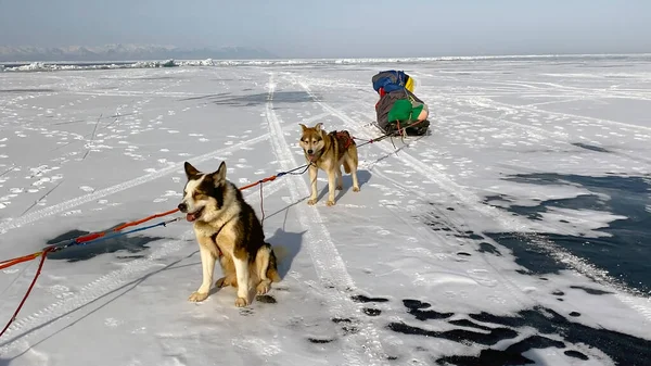 Winter team with dogs on the frozen Lake Baikal. A beautiful winter landscape with clean and slightly snow-covered smooth ice.