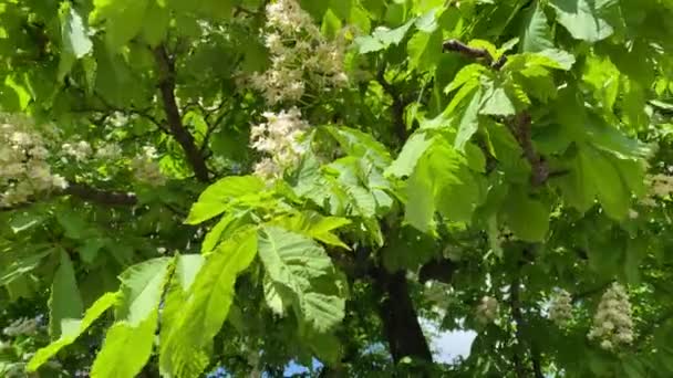 Junge Hellgrüne Blätter Von Bäumen Ein Schön Blühender Baum Natürlicher — Stockvideo