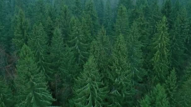 Blick Von Oben Auf Einen Dichten Wald Über Hohe Grüne — Stockvideo