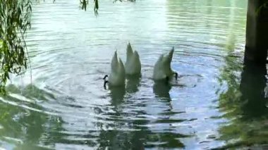 Three beautiful white swans swim in the lake. Swans dive with their heads and linger underwater in search of food.