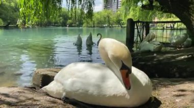 A beautiful white sad swan sits on the shore of the lake. Close-up. Other swans swim, dive and clean their feathers.