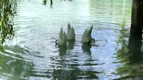 아름다운 마리가 호수에서 헤엄치고 백조는 먹이를 머물면서 머리로 — 비디오