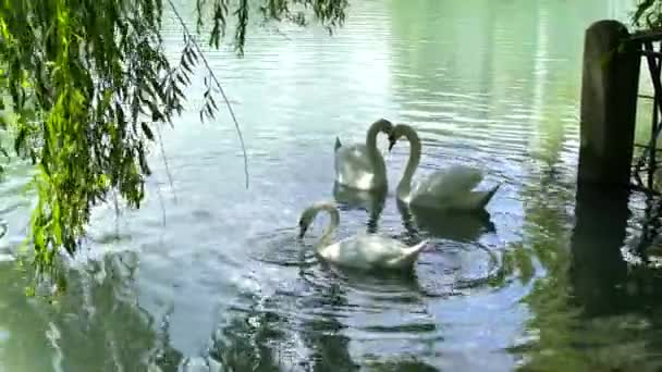 아름다운 호수에서 헤엄치고 있습니다 사랑하는 마리가 모양으로 합니다 백조는 물에서 — 비디오