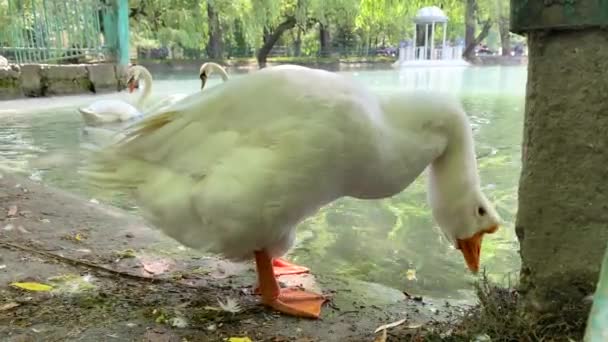 Bílá Husa Okusuje Suchou Trávu Břehu Přehrady Labutě Plavou Jezeře — Stock video