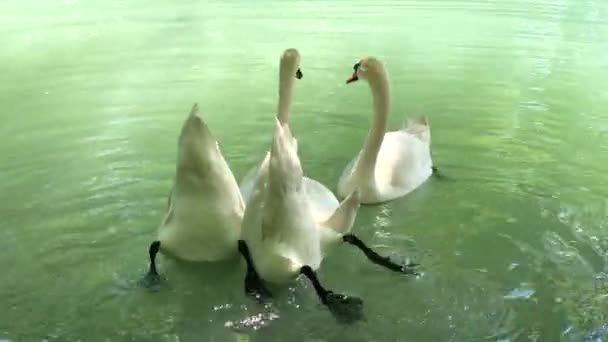 Μια Ομάδα Τεσσάρων Λευκών Κύκνων Κολυμπάνε Στη Λίμνη Κύκνοι Βουτούν — Αρχείο Βίντεο