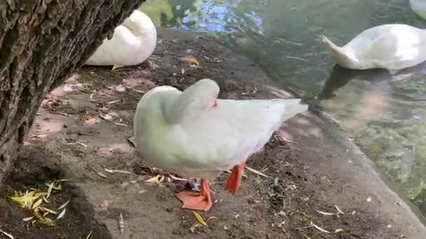 기러기 마리가 다리로서 수지의해 깃털을 봅니다 아름다운 자연의 — 비디오
