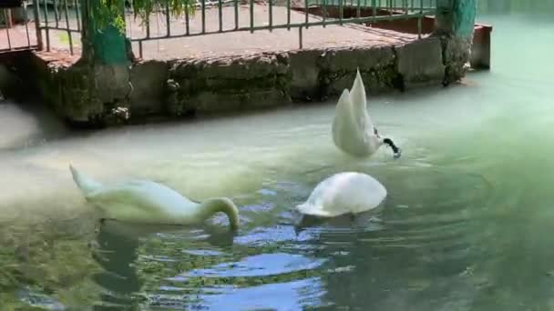 白鳥がひとつ噛んだ 白鳥は頭で潜水し 食料を求めて水中に残る — ストック動画