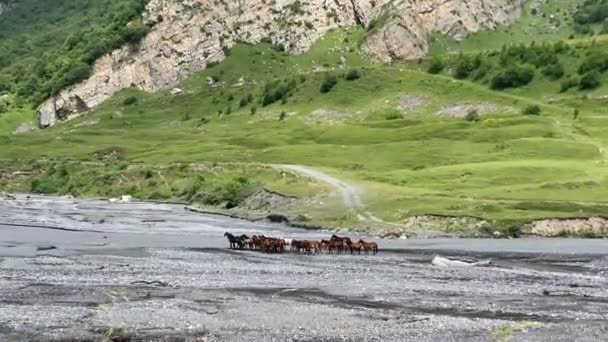 Weide Der Wilden Tiere Pferde Pferde Einem Wasserloch Schöne Berglandschaft — Stockvideo