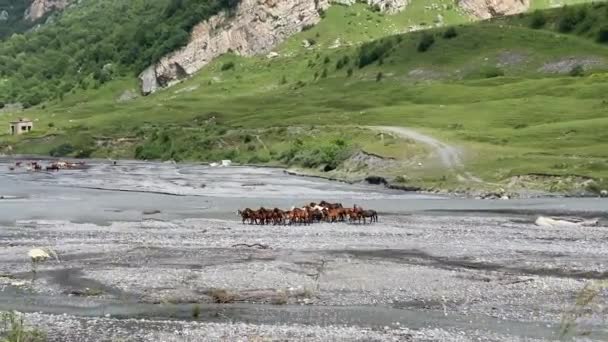 Mooie Wilde Paarden Van Verschillende Kleuren Lopen Langs Bergrivier Majestueuze — Stockvideo