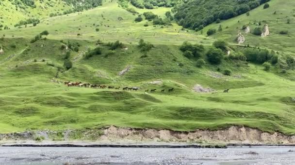 Zwarte Leider Leidt Zijn Kudde Paarden Een Grote Kudde Paarden — Stockvideo