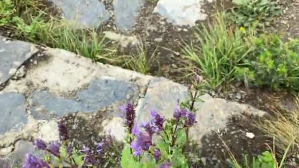 Degraus Pedra Cidade Dos Mortos Coberto Grama Flores Dargavs Ossétia — Vídeo de Stock