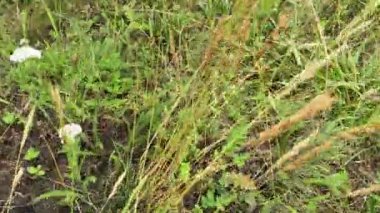 Yeşil çimenlerin, çiçeklerin, otların, kurak çimenlerin üzerinde yürü. Yaz yürüyüşü. Ormanın en alt tabakası. Dünyanın uçsuz bucaksız uçsuz bucaksız....