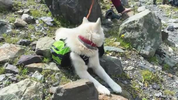 Beau Chien Alpiniste Blanc Avec Sac Dos Sur Dos Repose — Video