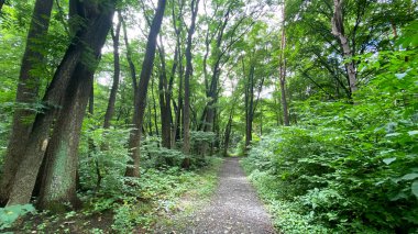 Orman çalılığı. Yeşil bir parkta yürü, ağaçları ve çalıları geç. Kuzey Osetya 'nın güzel doğası. Ormandaki yolun inanılmaz manzarası..