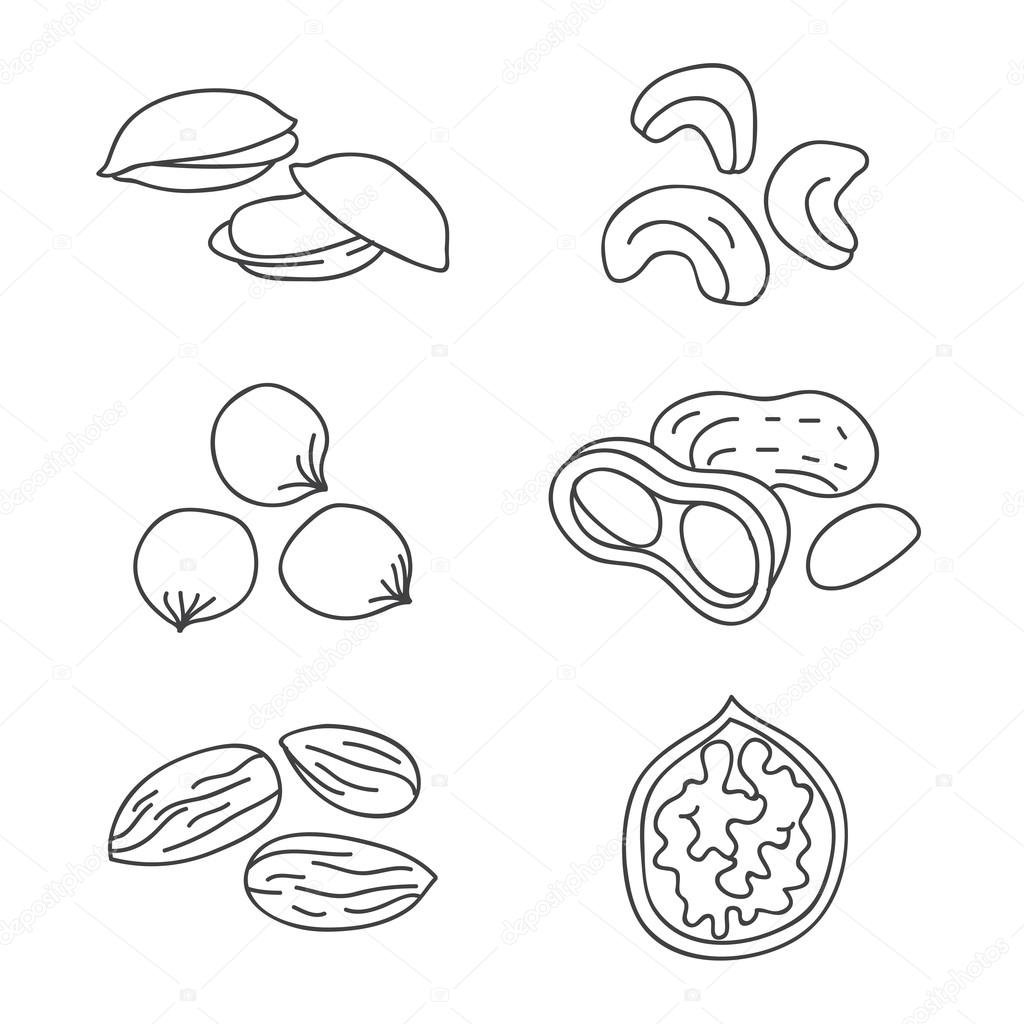 Nuts. Vector icons