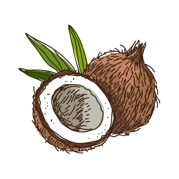 Noce di cocco. Illustrazione vettoriale — Vettoriale Stock