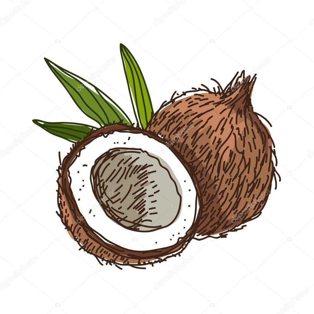 Coconut. Vector illustration Stock Vector Image by ©chekat #92666220