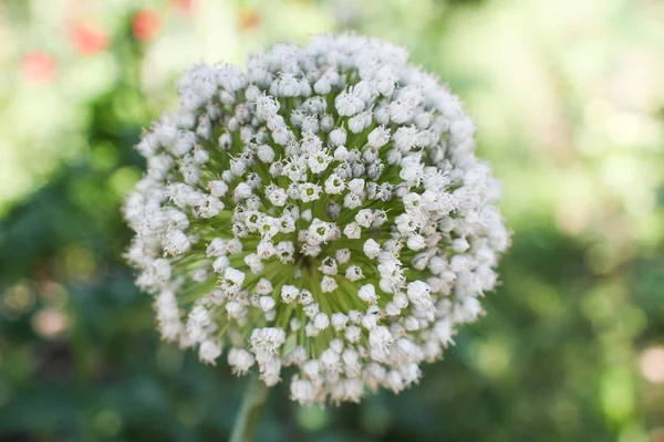 Лук белые цветы — стоковое фото