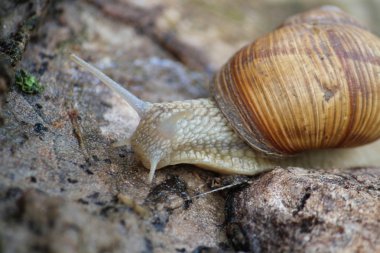 Taş üzerinde büyük salyangoz