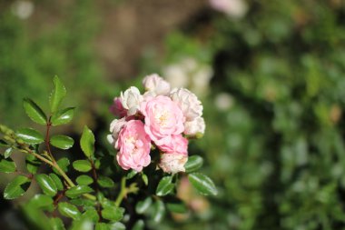 Bahçede Yaz Çiçekleri