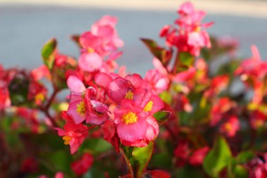 Bahçede Yaz Çiçekleri