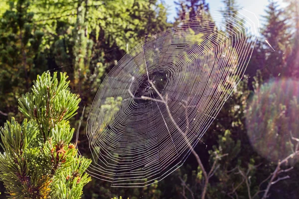 Cobweb in the sun — Stock Photo, Image