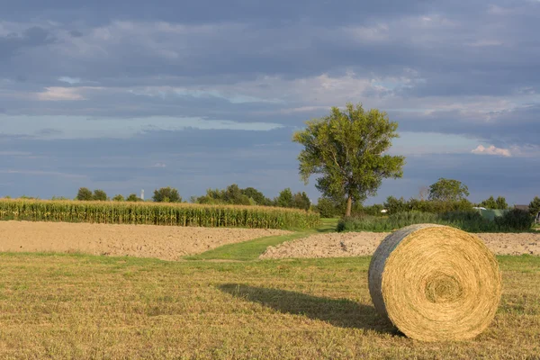 Hooioogst — Stockfoto