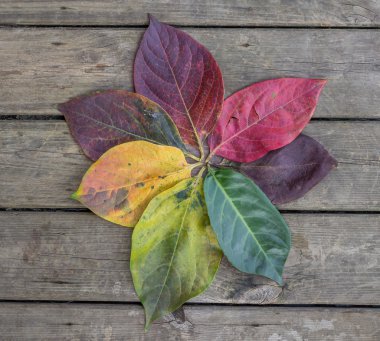 Sonbahar Yaprakları