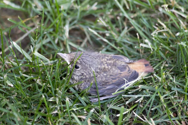 Roodstaartje — Stockfoto