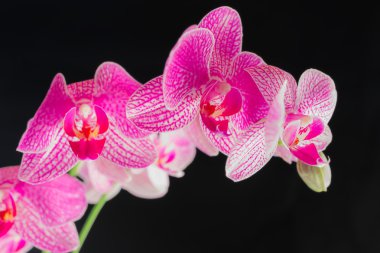 orkide