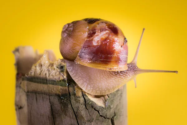 Caracol — Fotografia de Stock