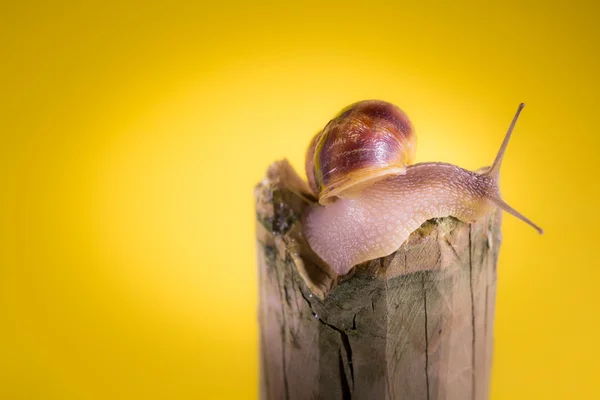 Caracol — Fotografia de Stock