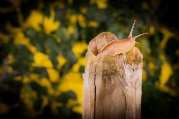 Caracol — Fotografia de Stock