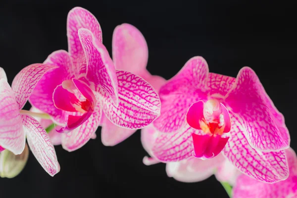 Orquídea — Fotografia de Stock