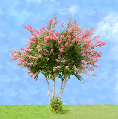 lagerstroemia clipart