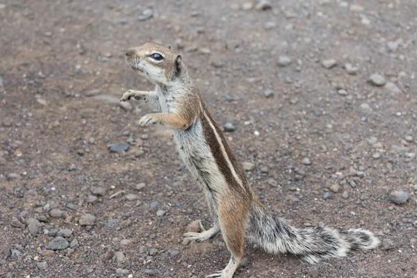 De schattige eekhoorn — Stockfoto
