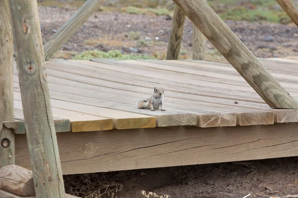 De schattige eekhoorn — Stockfoto