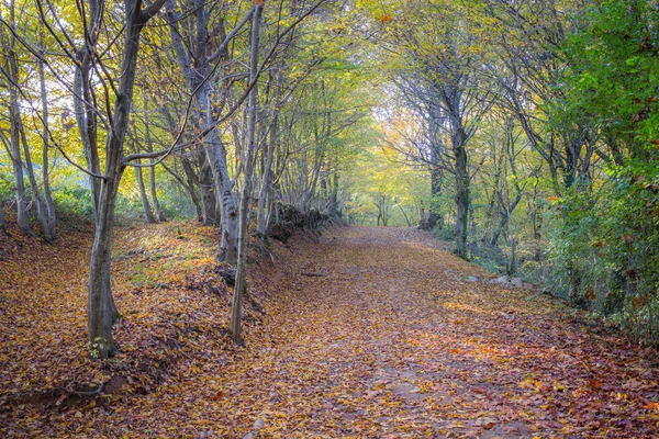 Осень и лес — стоковое фото