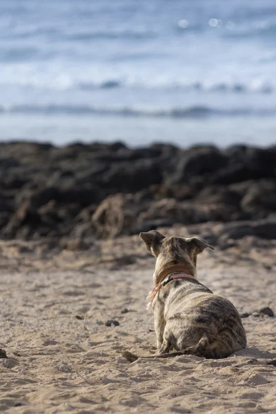 Kumsaldaki köpek. — Stok fotoğraf