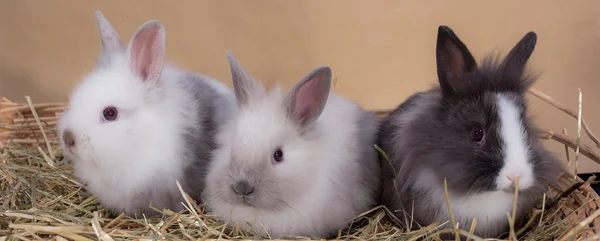 Little dwarf rabbit — Stock Photo, Image