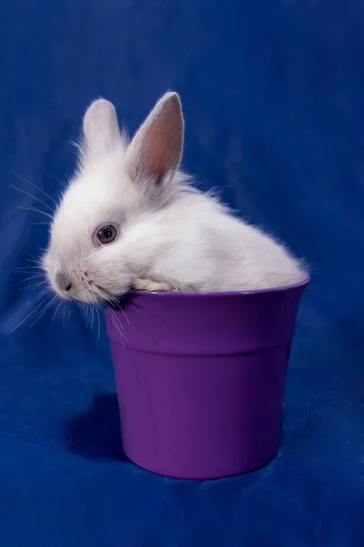 Little dwarf rabbit — Stock Photo, Image