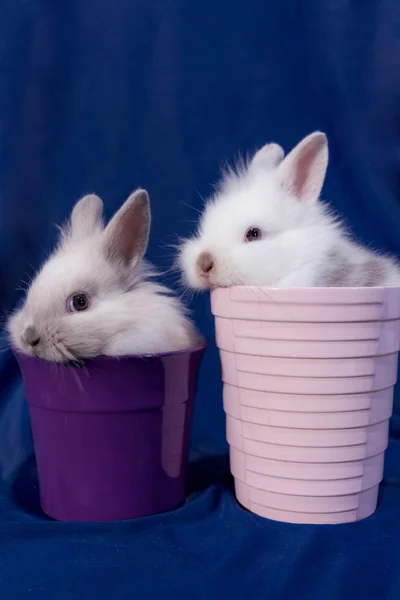 Маленький карлик кролик — стокове фото