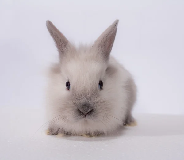 Kleines Zwergkaninchen — Stockfoto