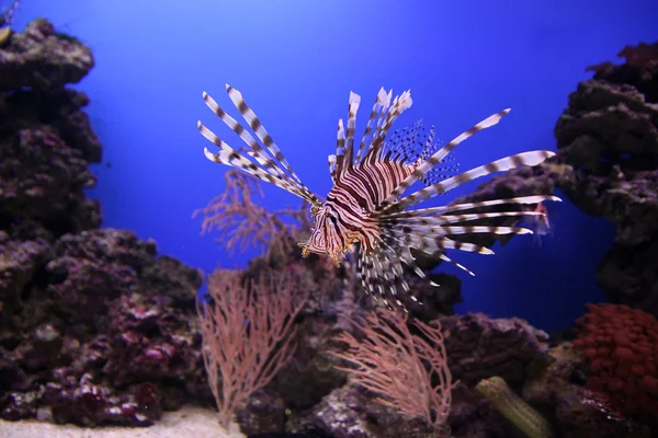 Su altında kırmızı lionfish yakın çekim — Stok fotoğraf